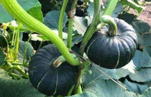 宝坻吃瓜网红是谁,网络红人的崛起与影响力